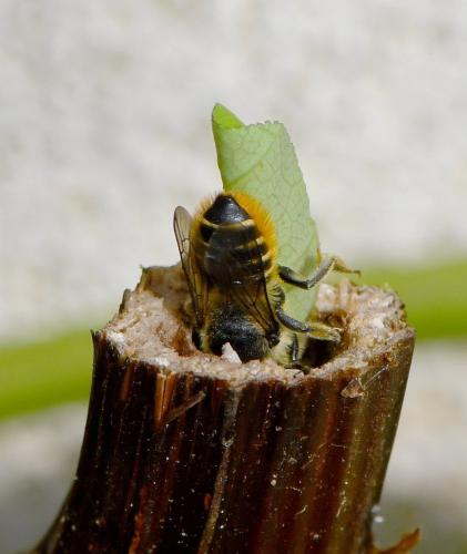 Megachile centuncularis